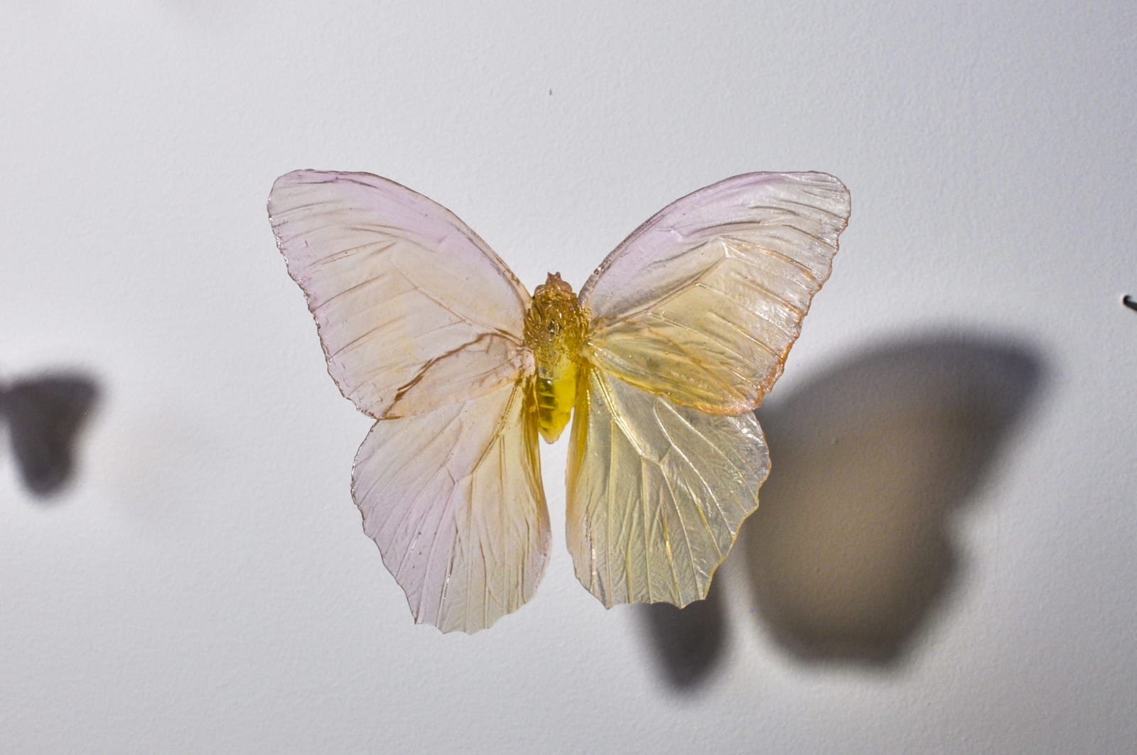 Alli Hoag, Lepidopterist Conundrum #2