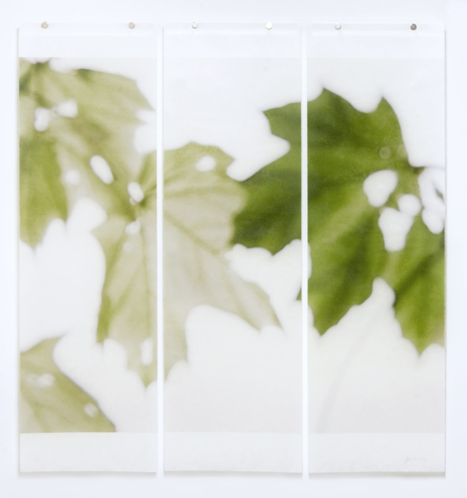 Jeri Eisenberg, Under the Norway Maple