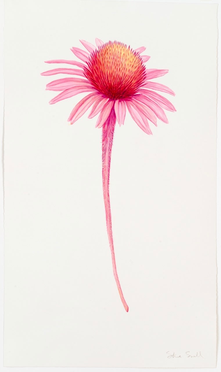 Steve Snell, Large Coneflower