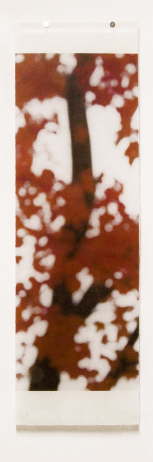 Jeri Eisenberg, Sugar Maple Flutters (Red)