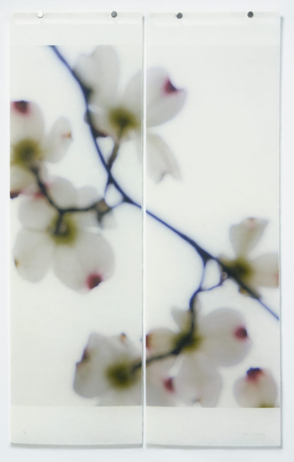 Jeri Eisenberg, Dogwood, No. 2
