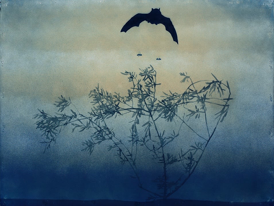 Casey Roberts, A poem about a bush, a bat and two bees