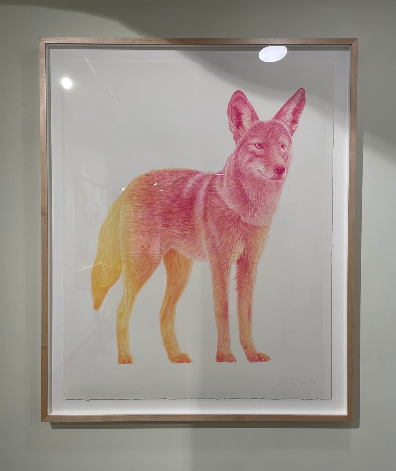Steve Snell, Analogous Coyote