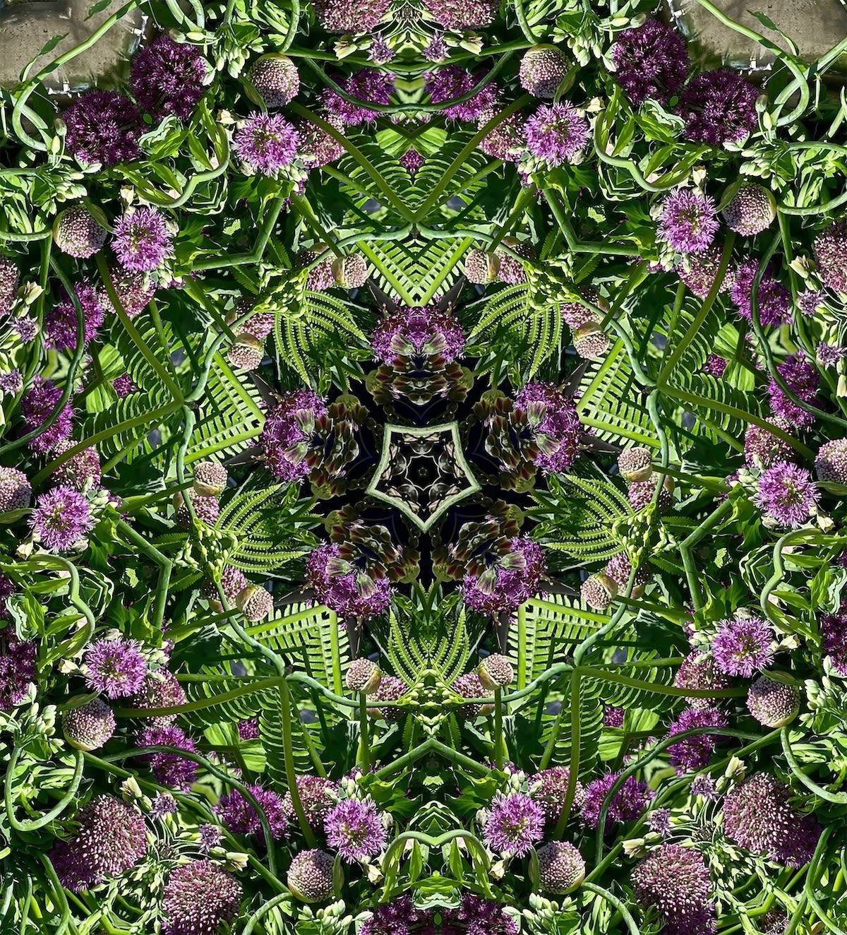 Tim Tate, Hillwood Purple Lenticular