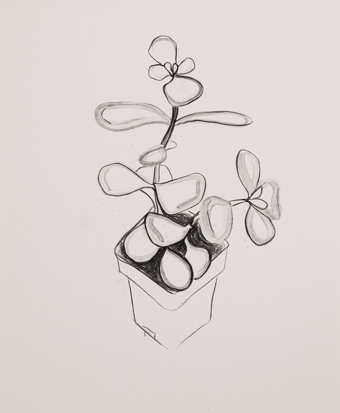 Sara Sanders, Jade Plant VII