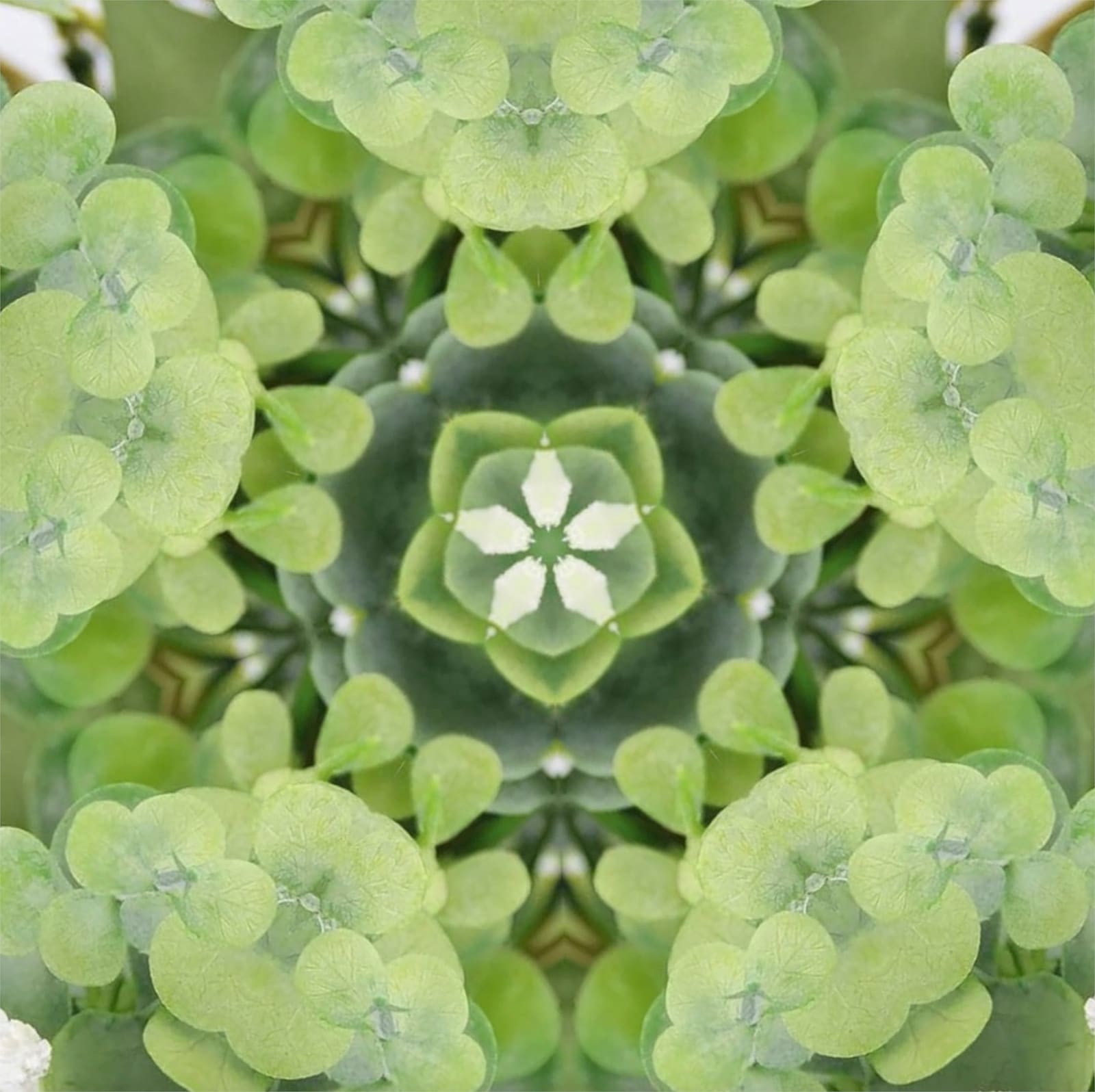 Tim Tate, Lenticular XVIII