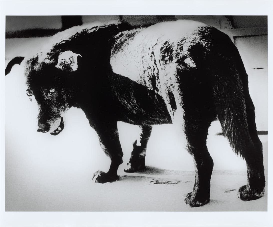 Daido Moriyama, Misawa, 1971