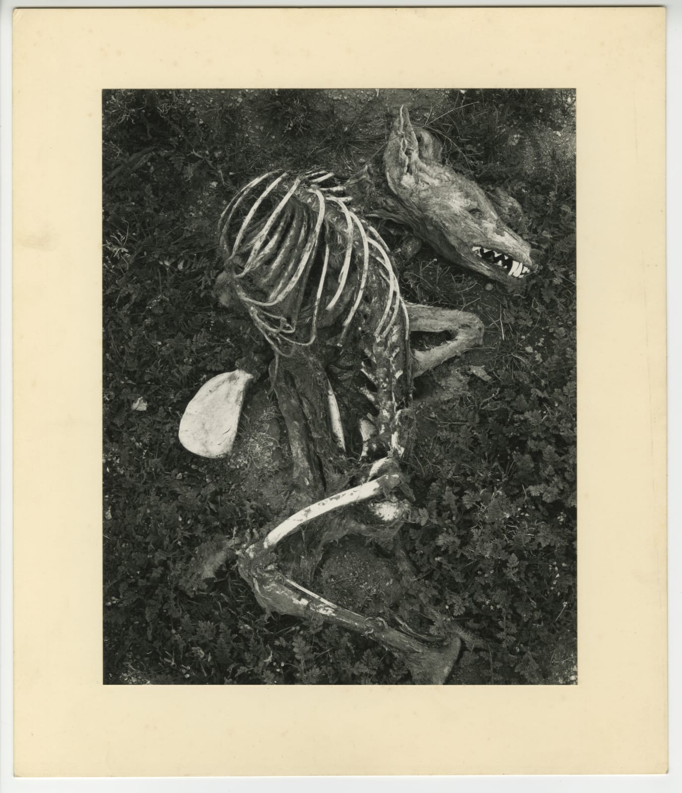 Frederick Sommer, Coyote, 1945