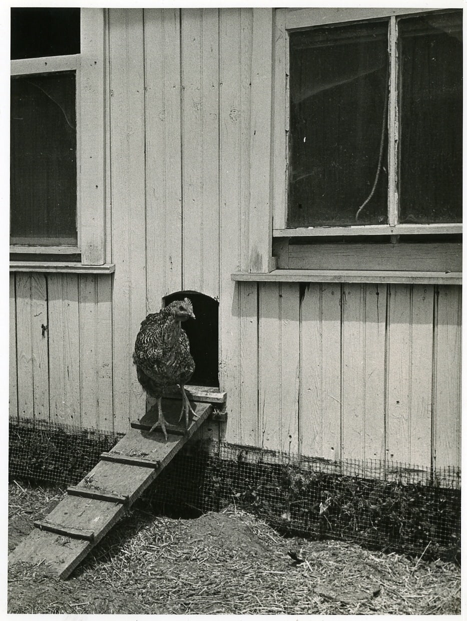 Aaron Siskind, Untitled (chicken), 1930s ca.