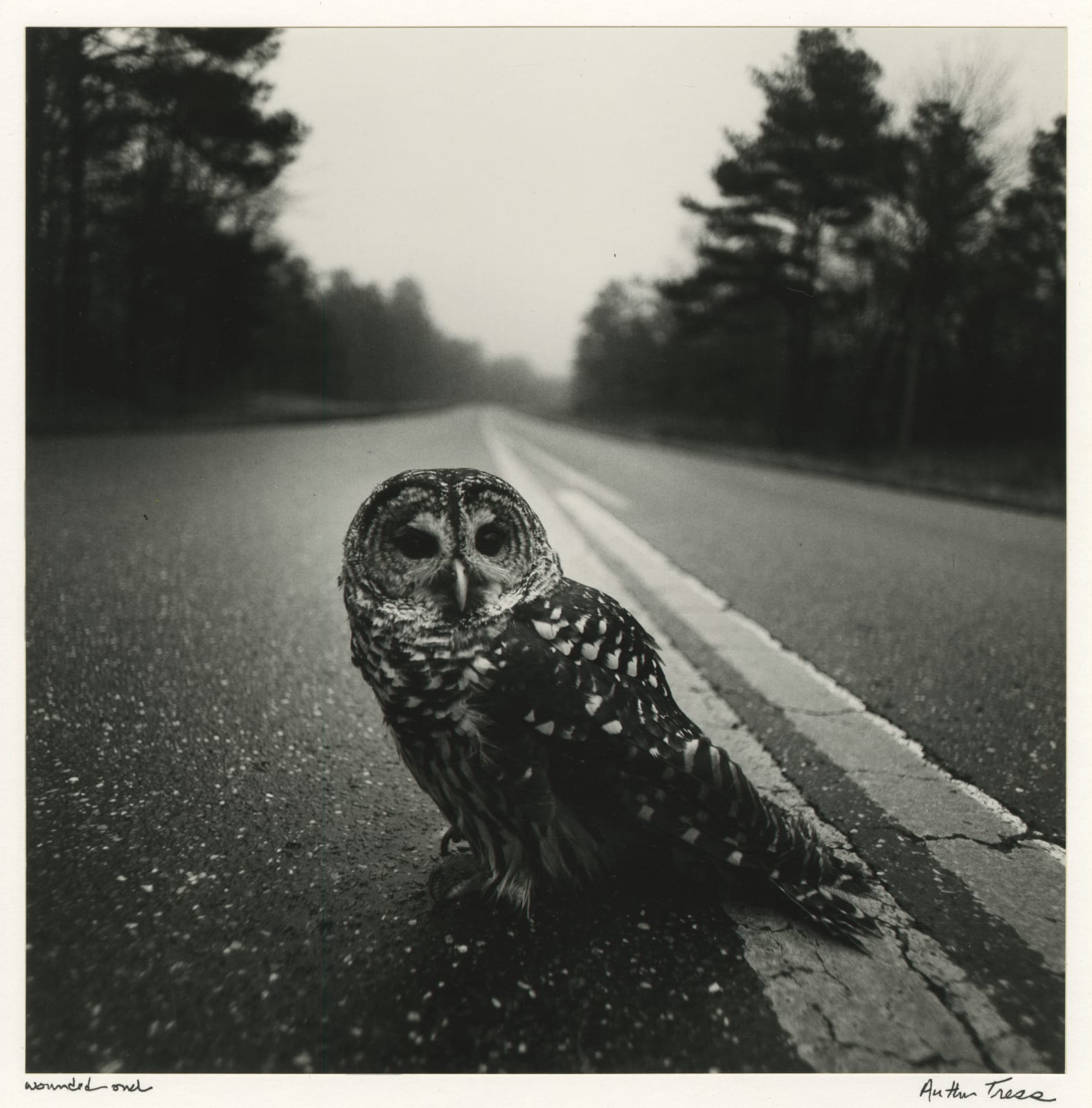 Arthur Tress, Wounded Owl, 1975