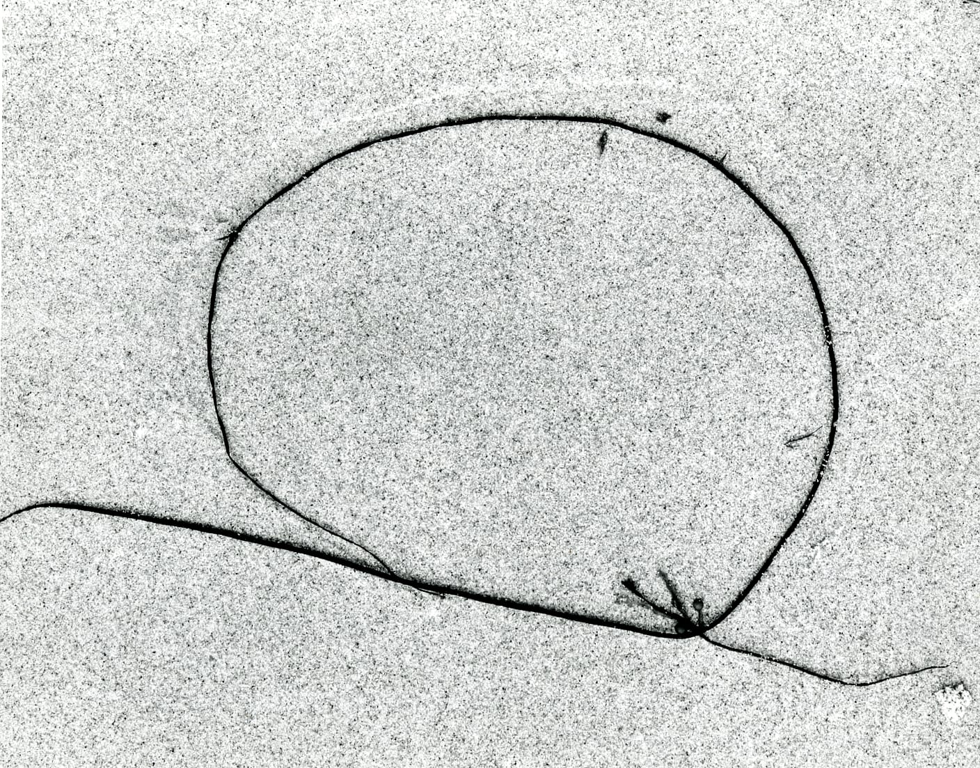Aaron Siskind, S.W. 3, 1953
