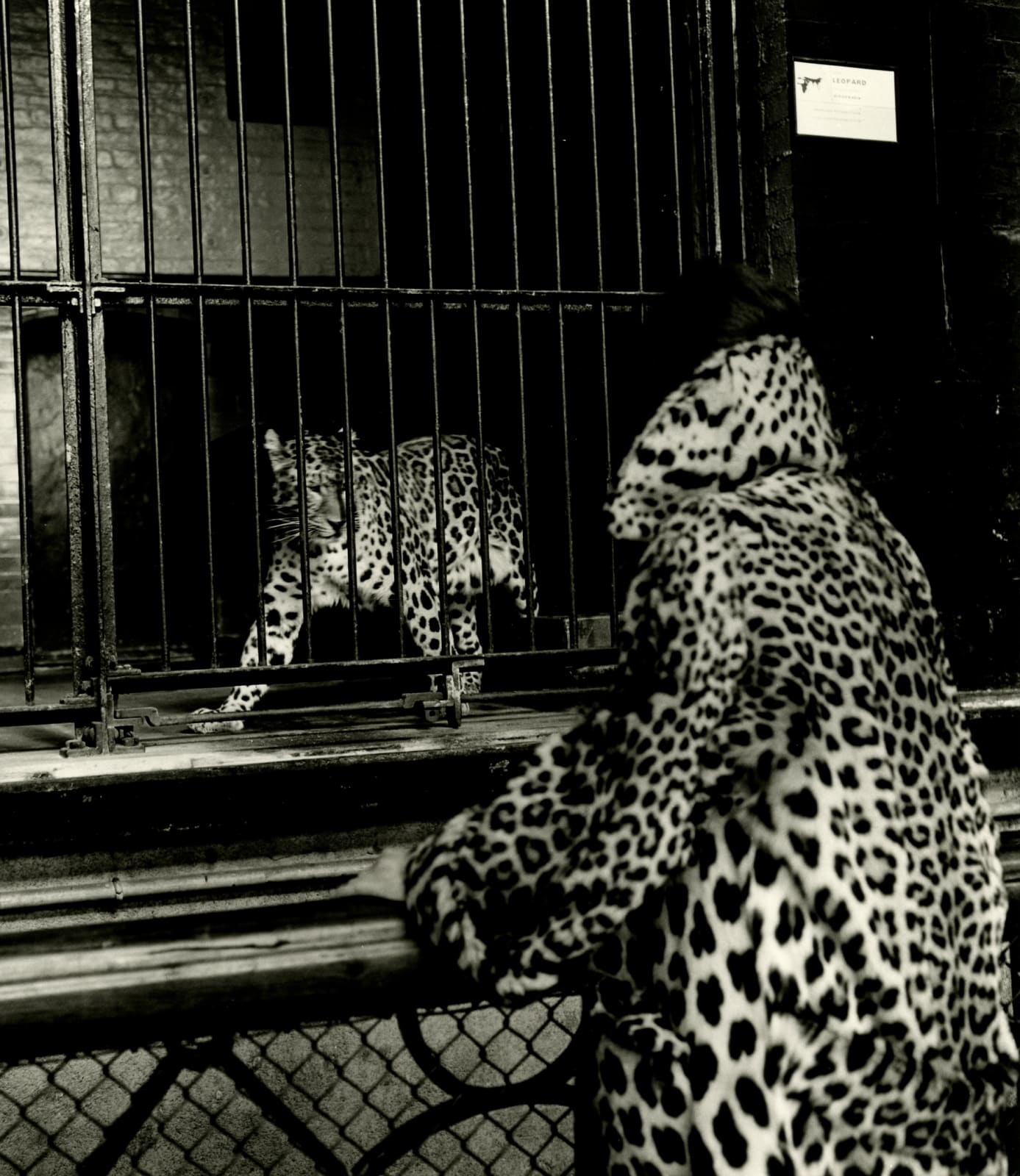 Lewis Morley, Regent's Park Zoo, London, 1957