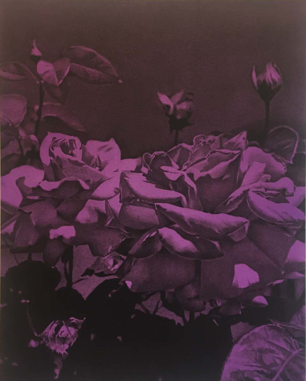 Twenty by Sixteen 2017, Andy Mister, This Night, 2017