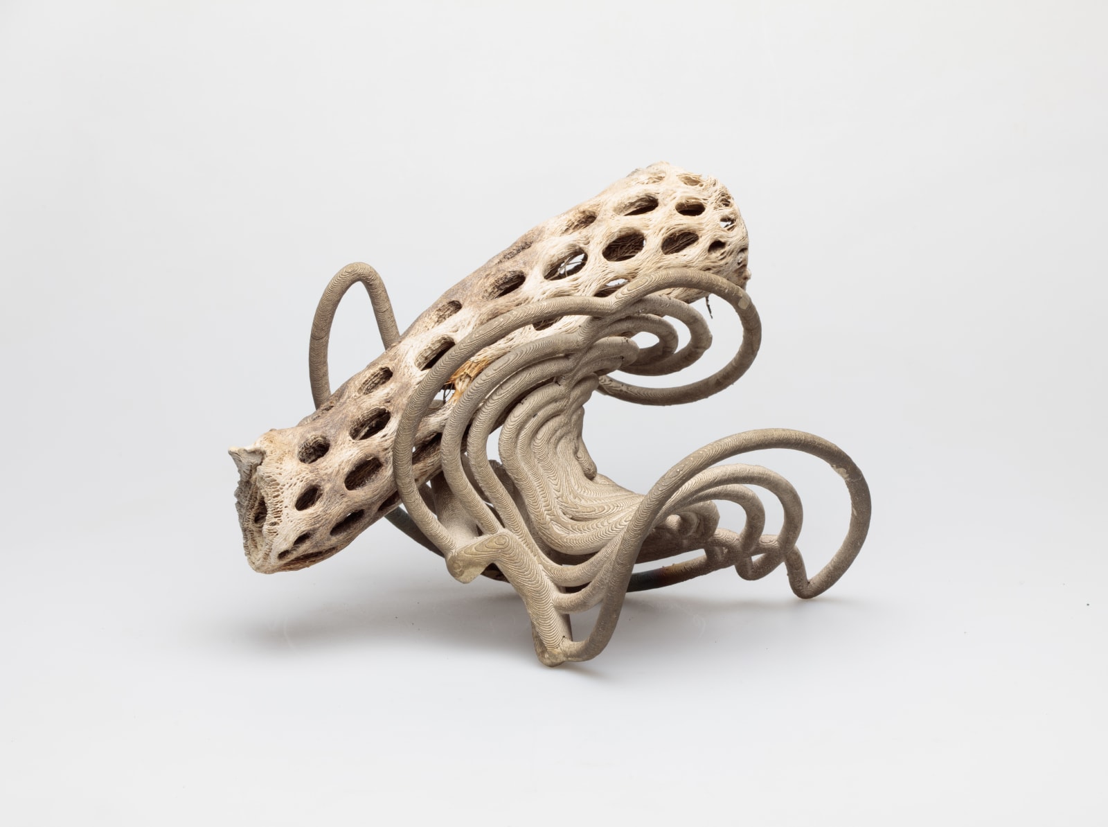 Matthew Stone, Radical twist, 2016