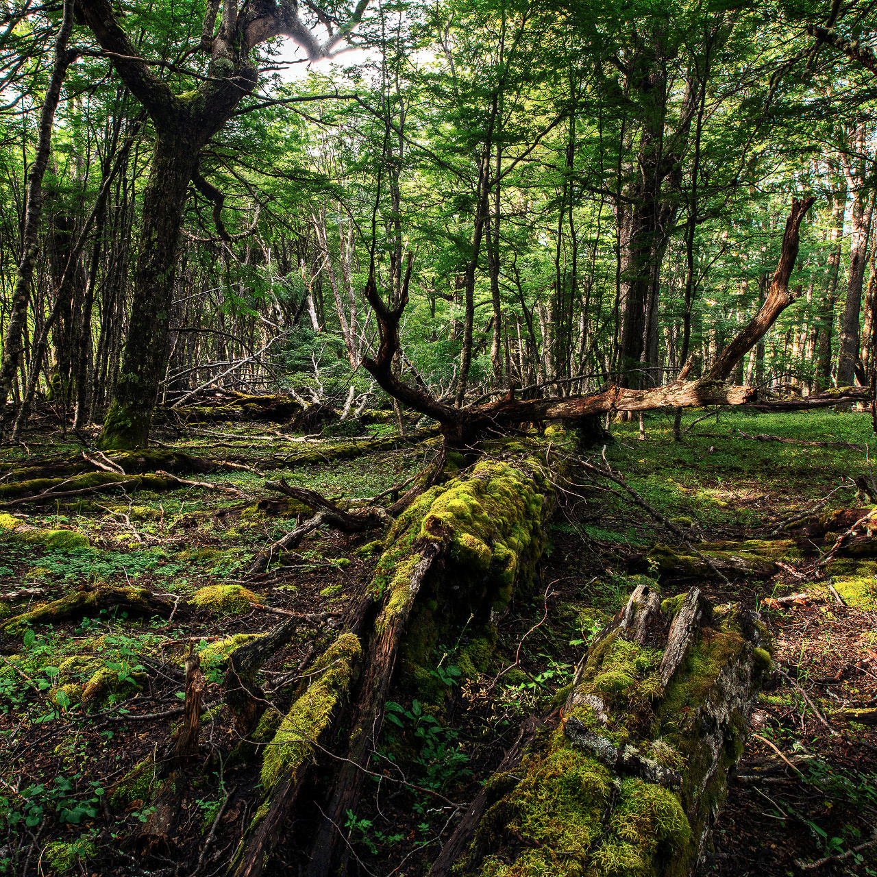 Pablo O'ryan, ALMA_pablotriste-36-100x100cm, 2022