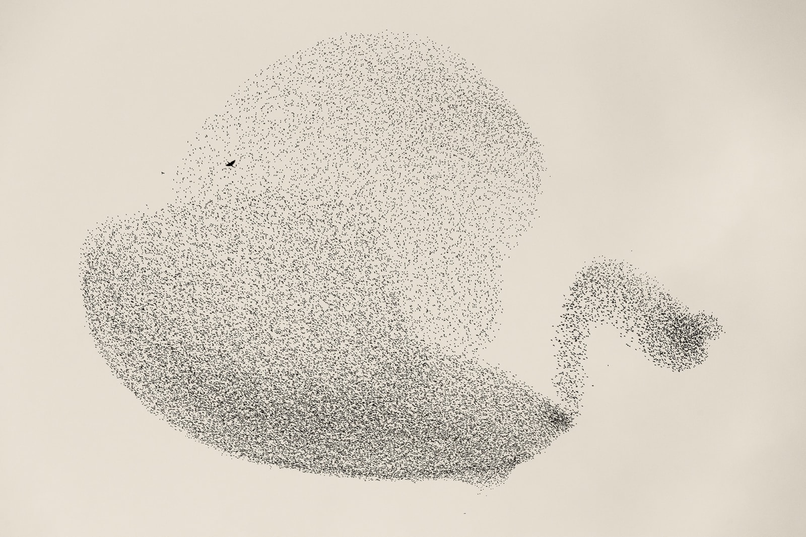 Søren Solkær, Black Sun #10, 2020