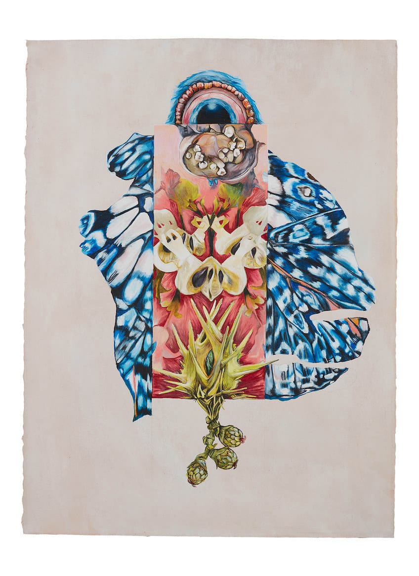 Floria Tosca, V.Dentata (male), 2023