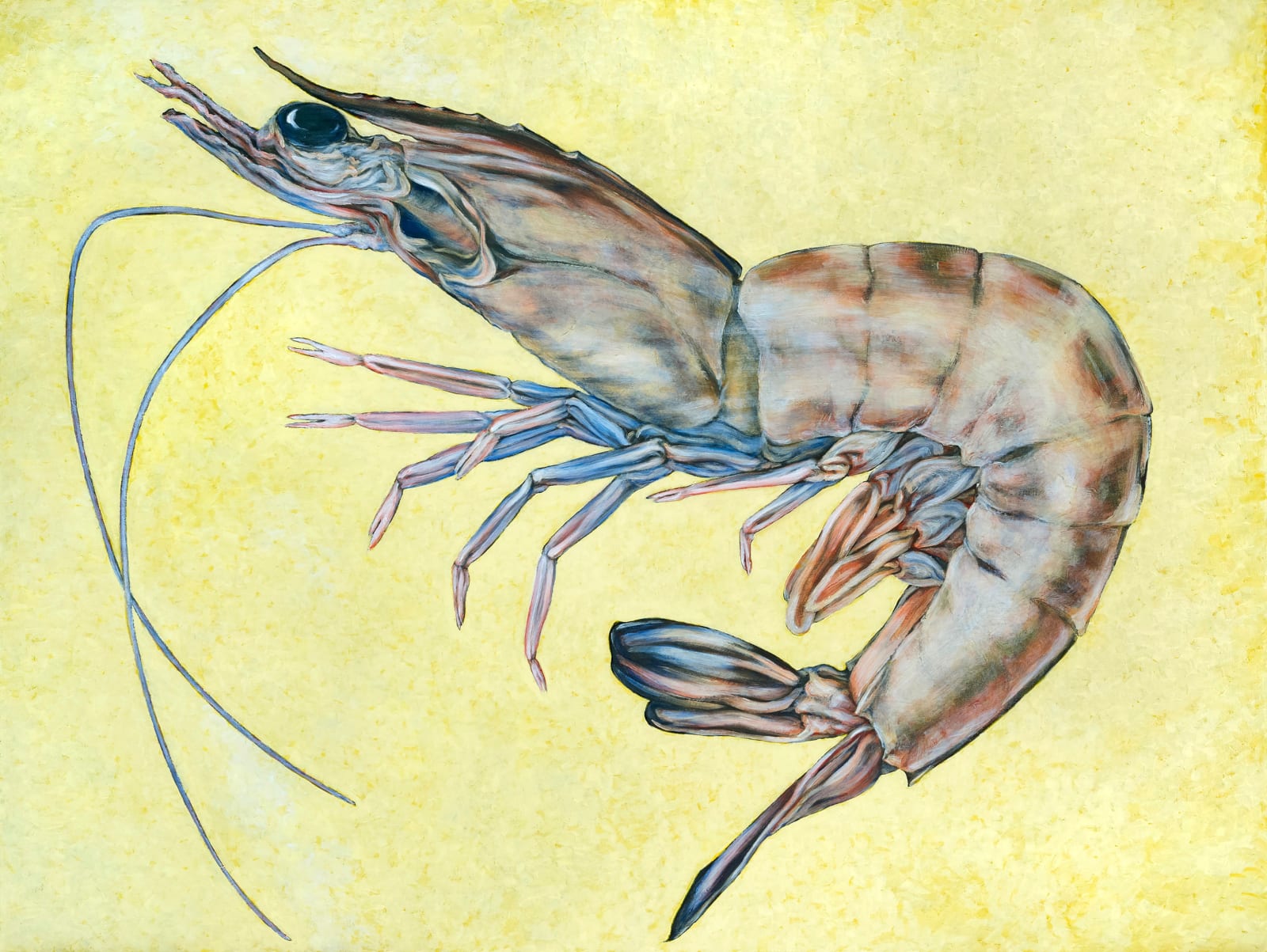 Kim Spooner, The Raw Prawn, 2025