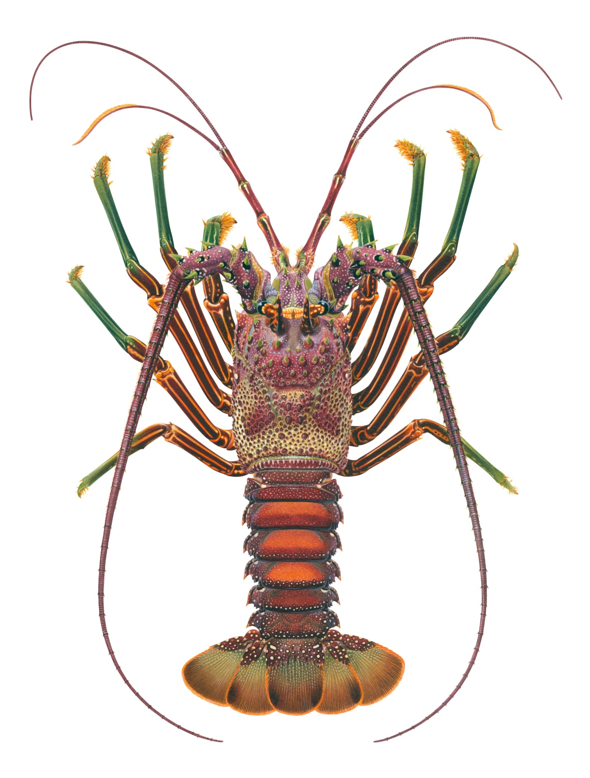 Roger Swainston, Smoothtailed Rock Lobster Panulirus laevicauda, Cahuita, Costa Rica, 2023