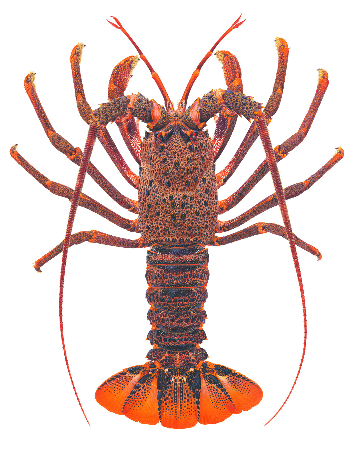 Roger Swainston, Saint Paul Rock Lobster Jasus paulensis, Amsterdam and St Paul Islands , 2023