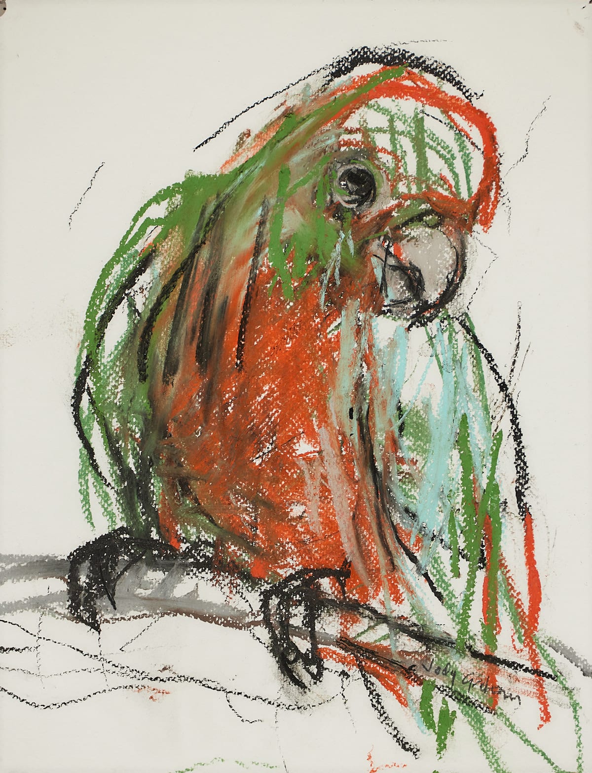 Jody Graham, Glove drawing 7 - King Parrot, 2024
