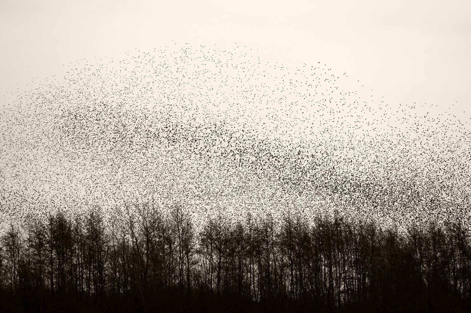 Søren Solkær, Black Sun #51, 2020