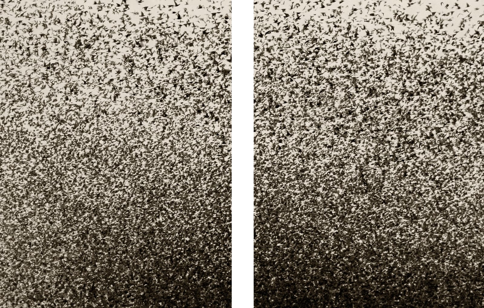 Soren Solkaer, Black Sun #5 , 2020