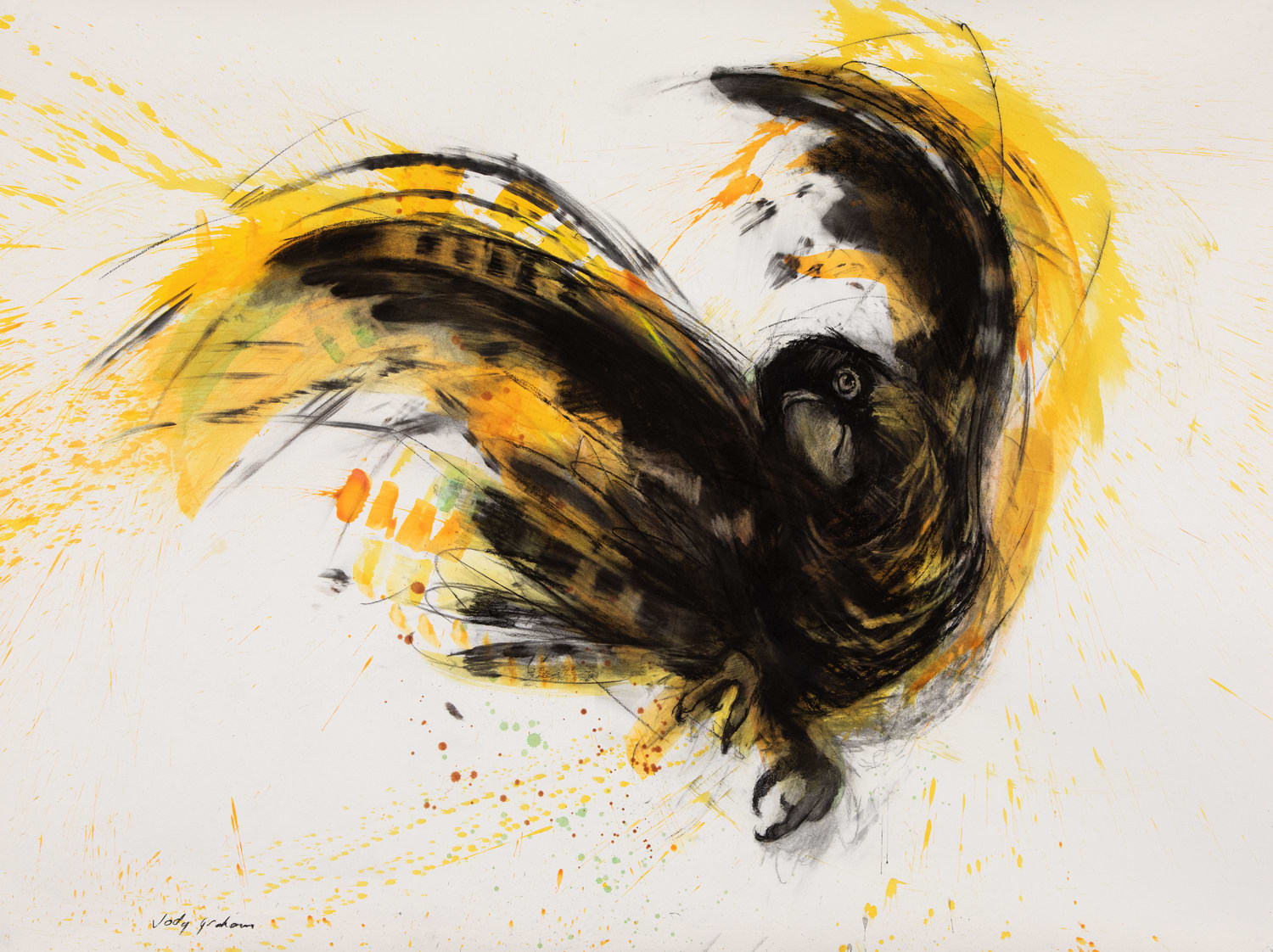 Jody Graham, Yellow-tail Dance, 2025