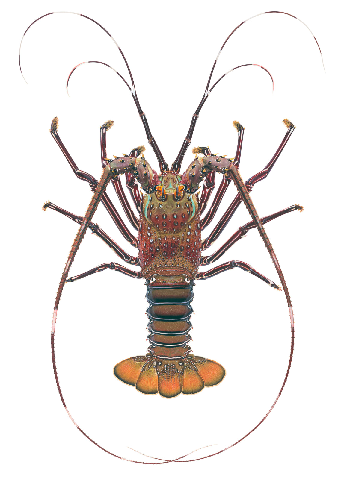 Roger Swainston, Green Rock Lobster Panulirus gracilis, Samara, Costa Rica, 2023