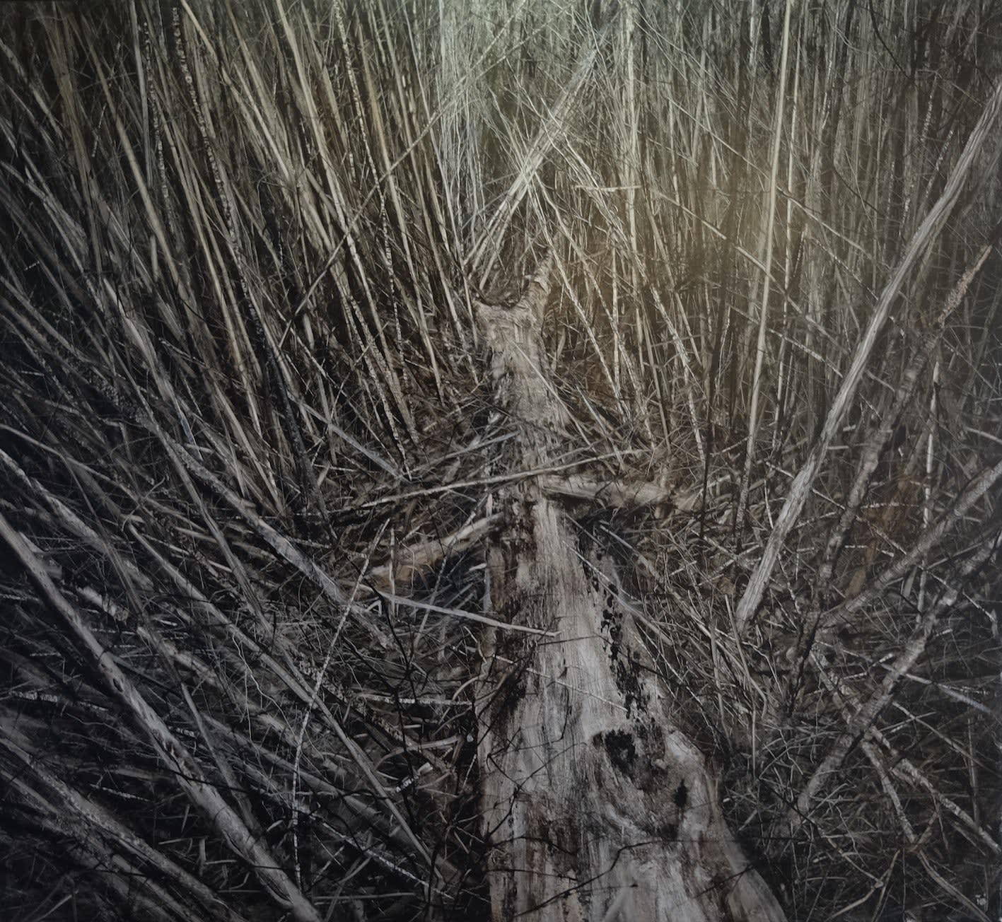 Nicholas Blowers, Lake St Clair, tree collapse , 2022