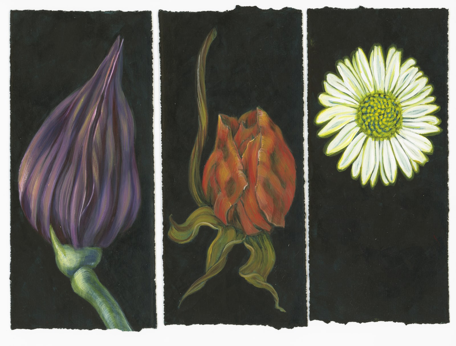 Kim Spooner, Bud, Rose and Daisy, 2025