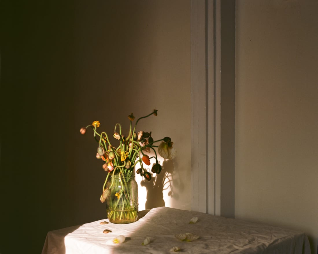 Vladimir Kravchenko, Poppies, 2019