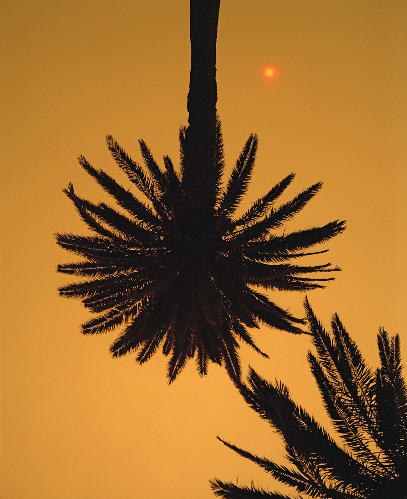 Vladimir Kravchenko, Palm Trees, 2019
