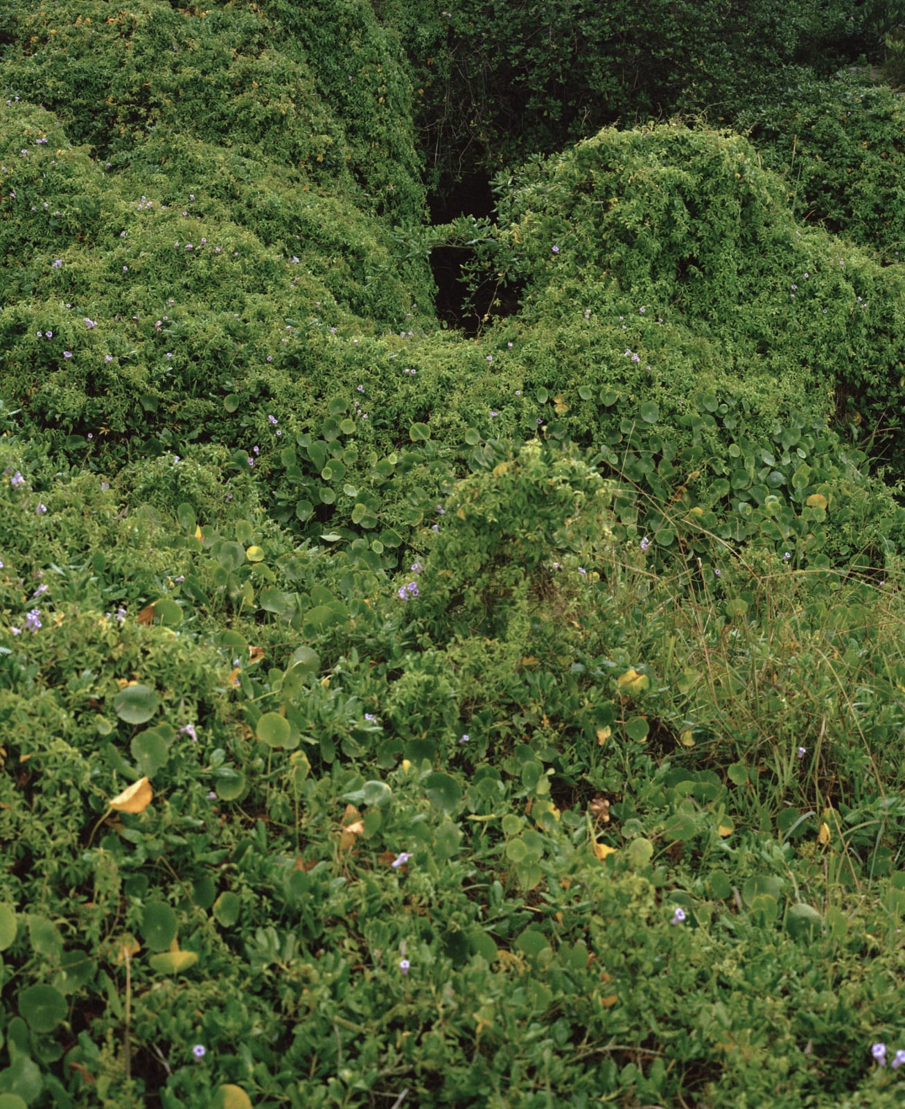 Vladimir Kravchenko, Green Green, 2019