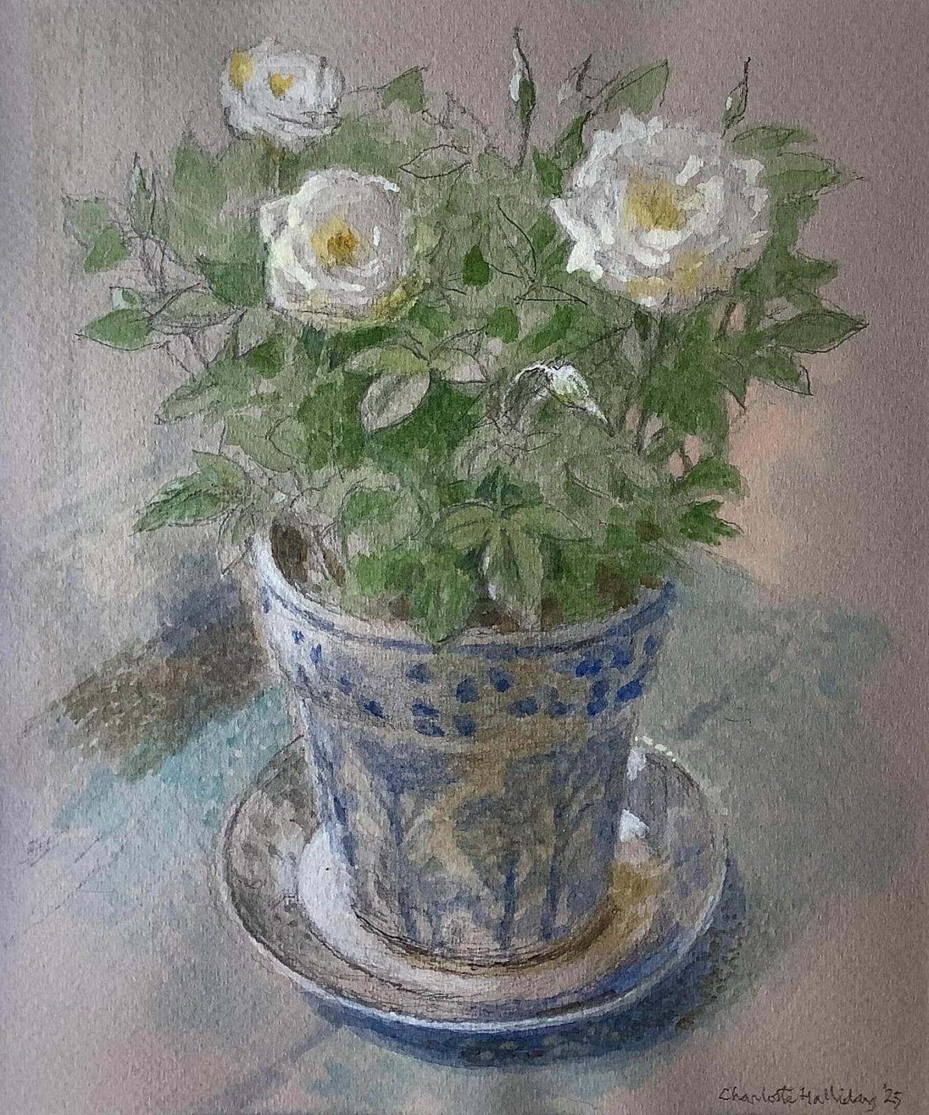 Charlotte Halliday, Sainsbury's White Rose
