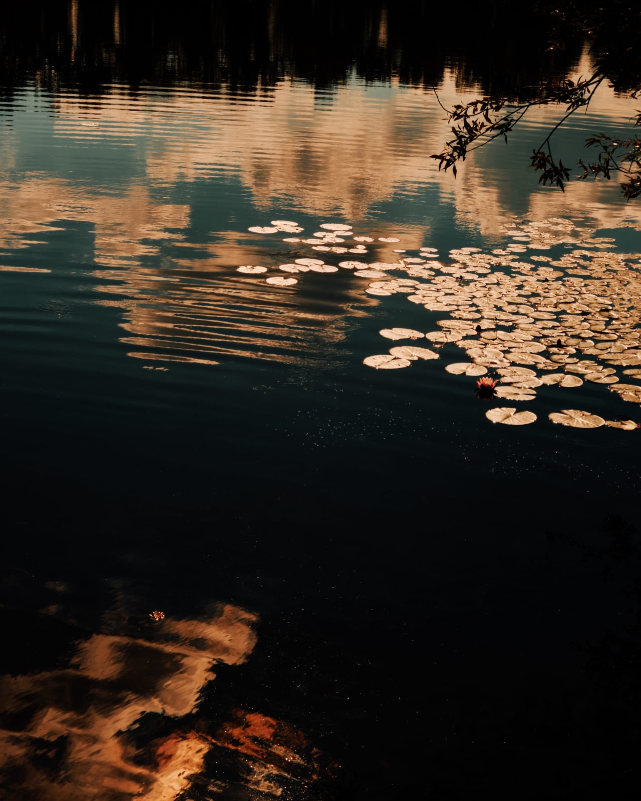 Lotte Ekkel, Lilies, 2024