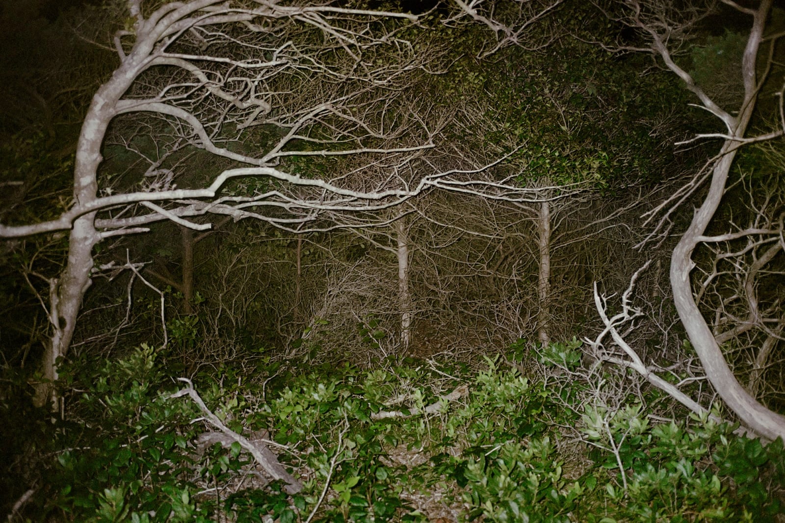 Sam Penn, Meat Rack, 2025