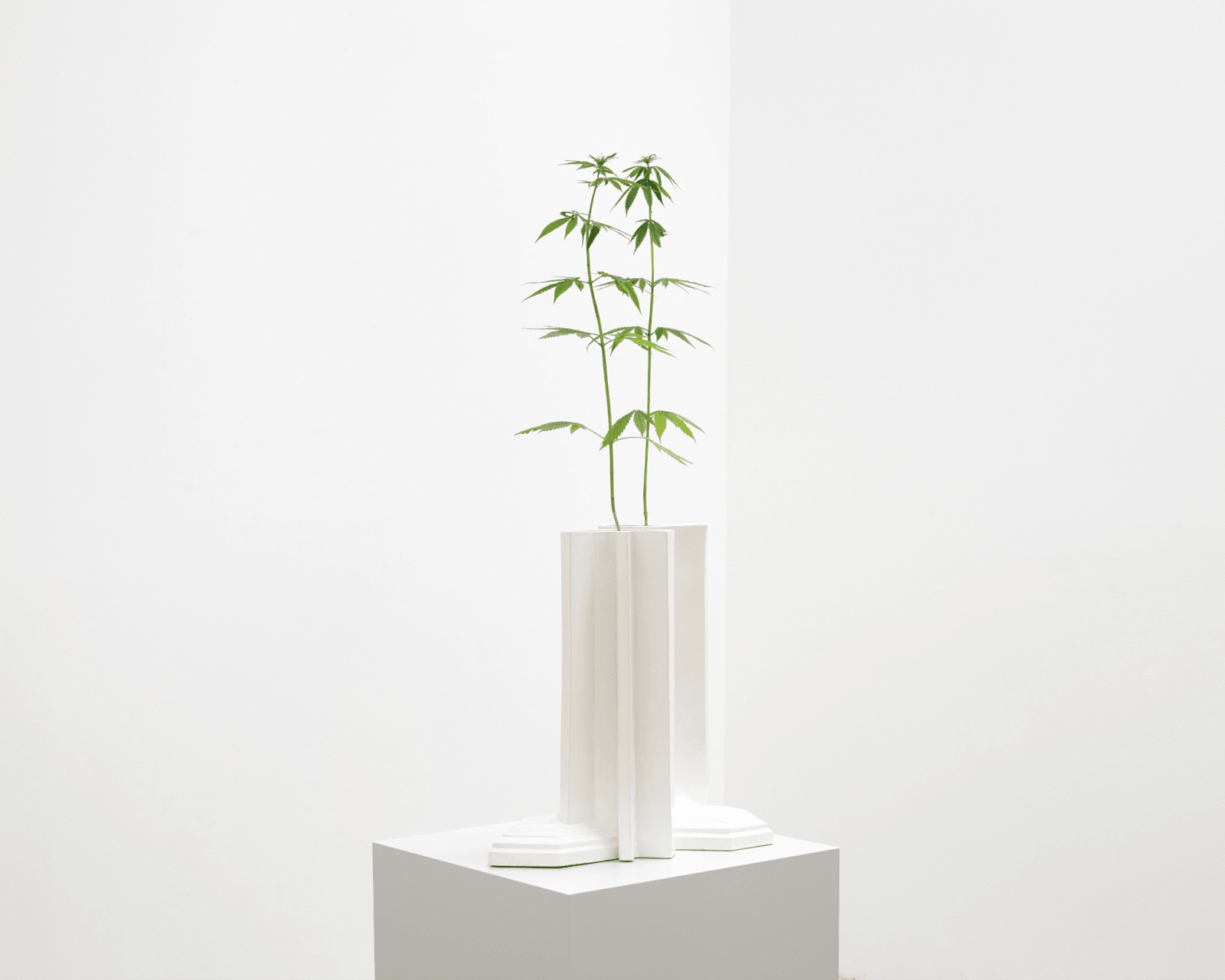 SUPERFLEX, Investment Bank Flowerpots /Deutsche Bank (Cannabis sativa), 2021