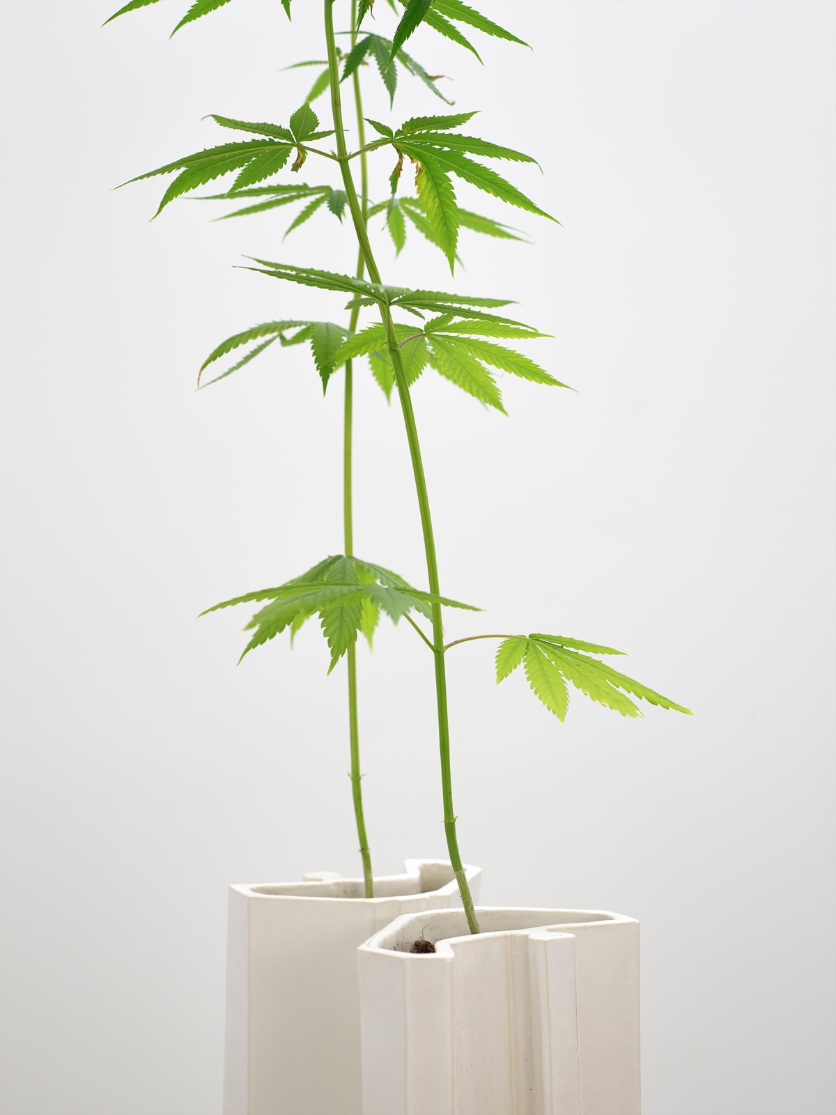 SUPERFLEX, Investment Bank Flowerpots /Deutsche Bank (Cannabis sativa), 2021