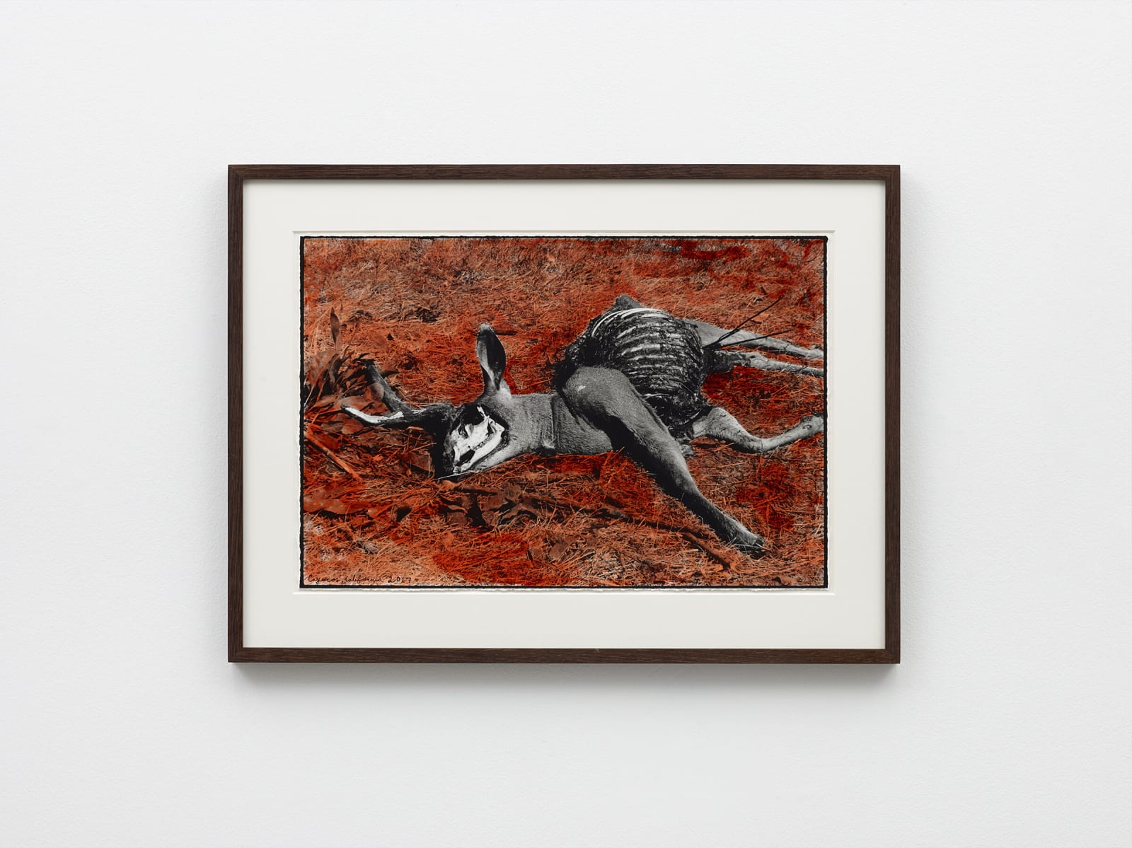 Ed Templeton, (dead Deer) Caucos, CA 2017, 2019