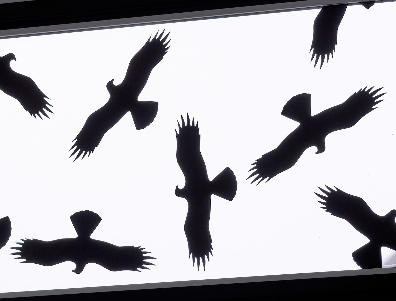 Ceal Floyer, Warning Birds, 2002-2022