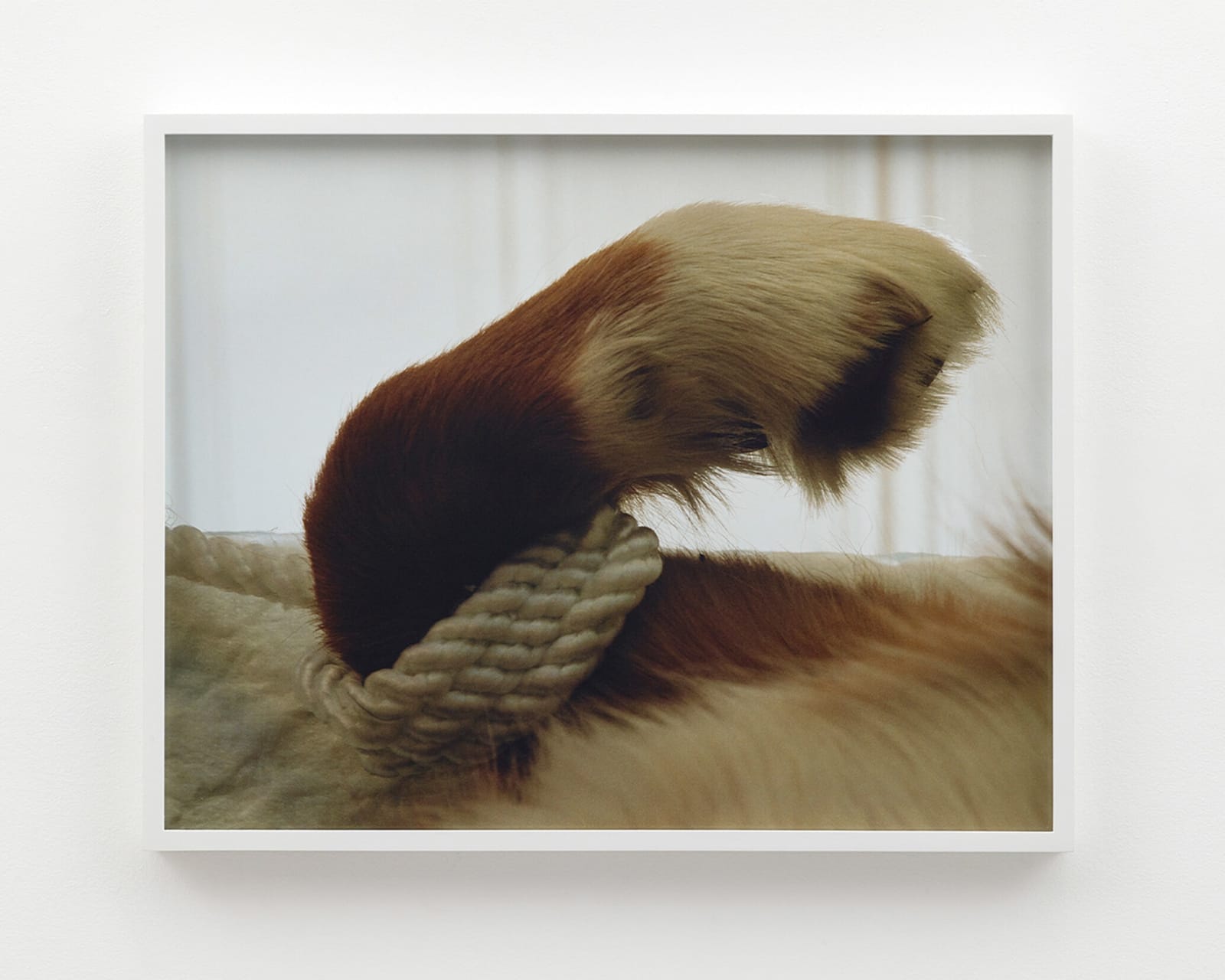 Torbjørn Rødland, Tied Up, 2006 - 2018