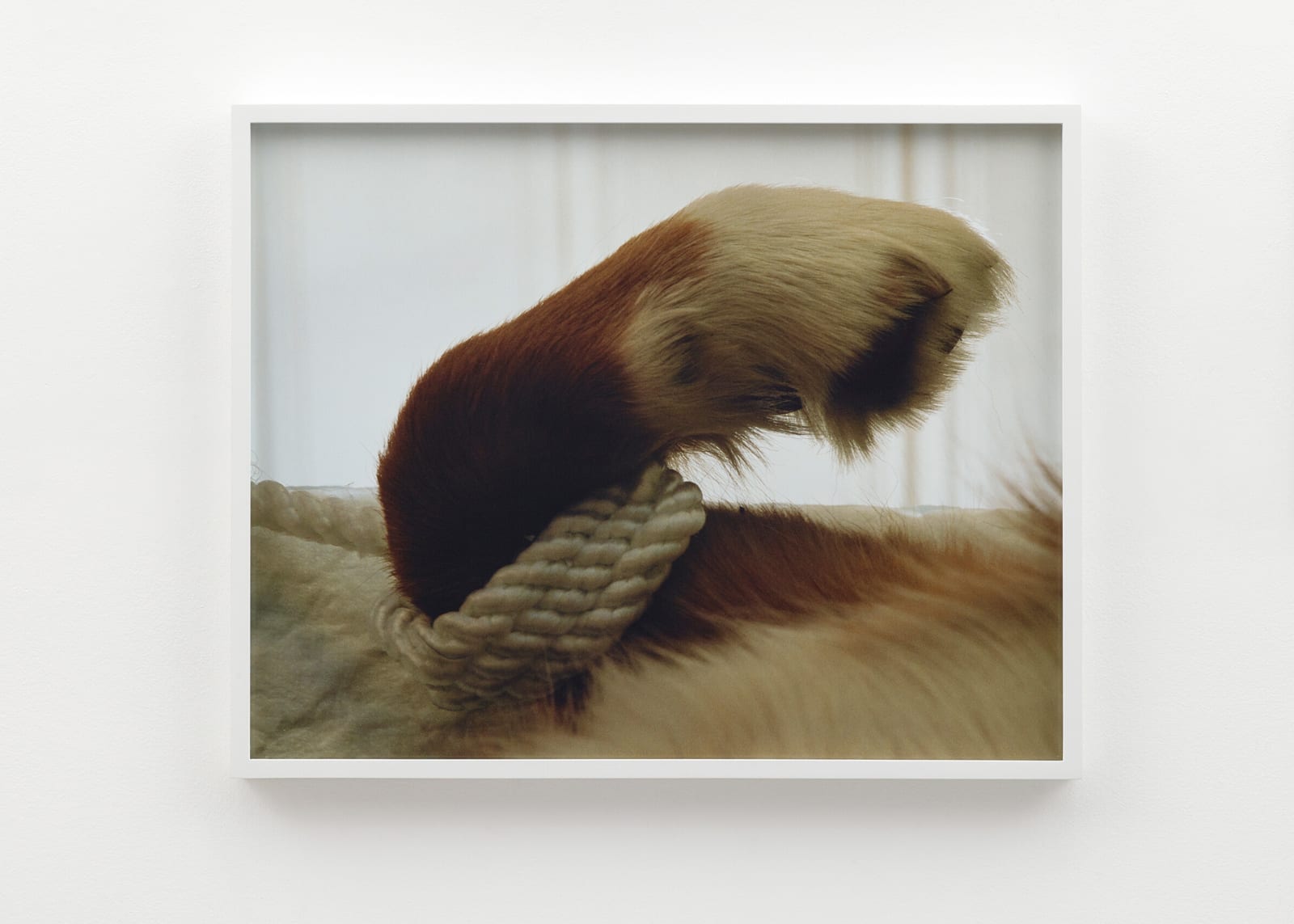 Torbjørn Rødland, Tied Up, 2006 - 2018