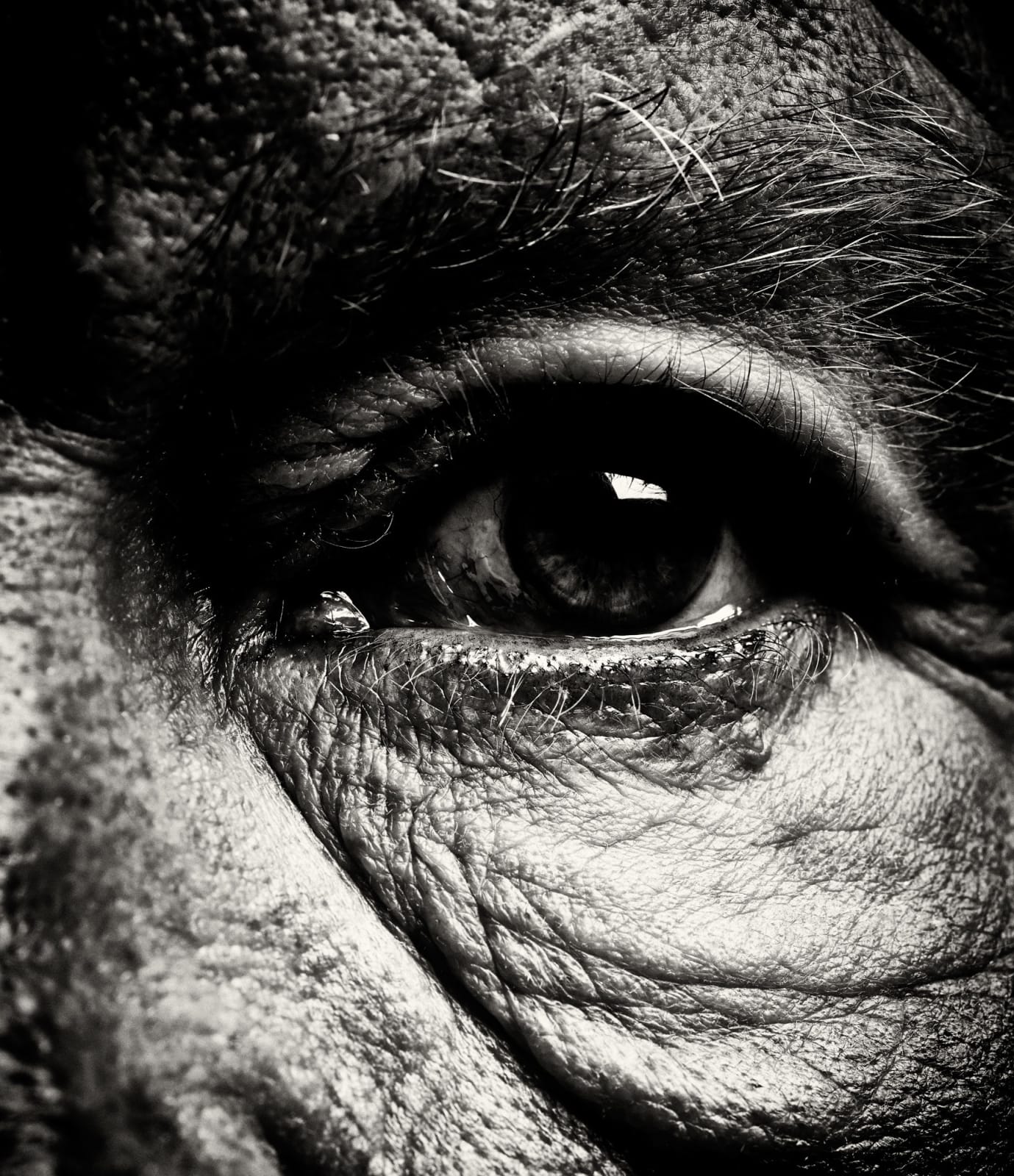 Sandro Miller, Malkovich, Malkovich, Malkovich. Homage to Photographic Masters Portfolio, 2017