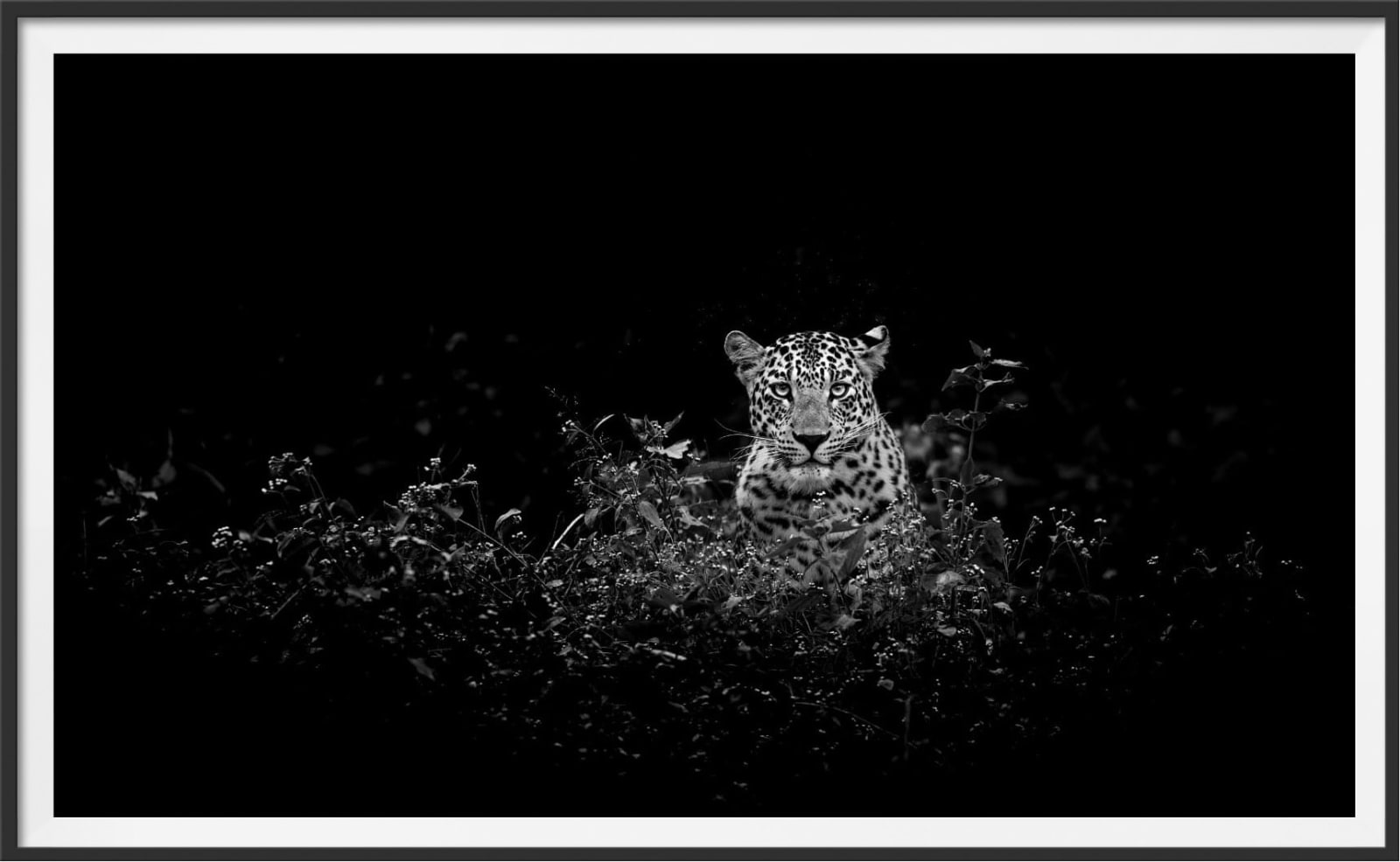 Jonathan Z Lee, Knight of the Flowers