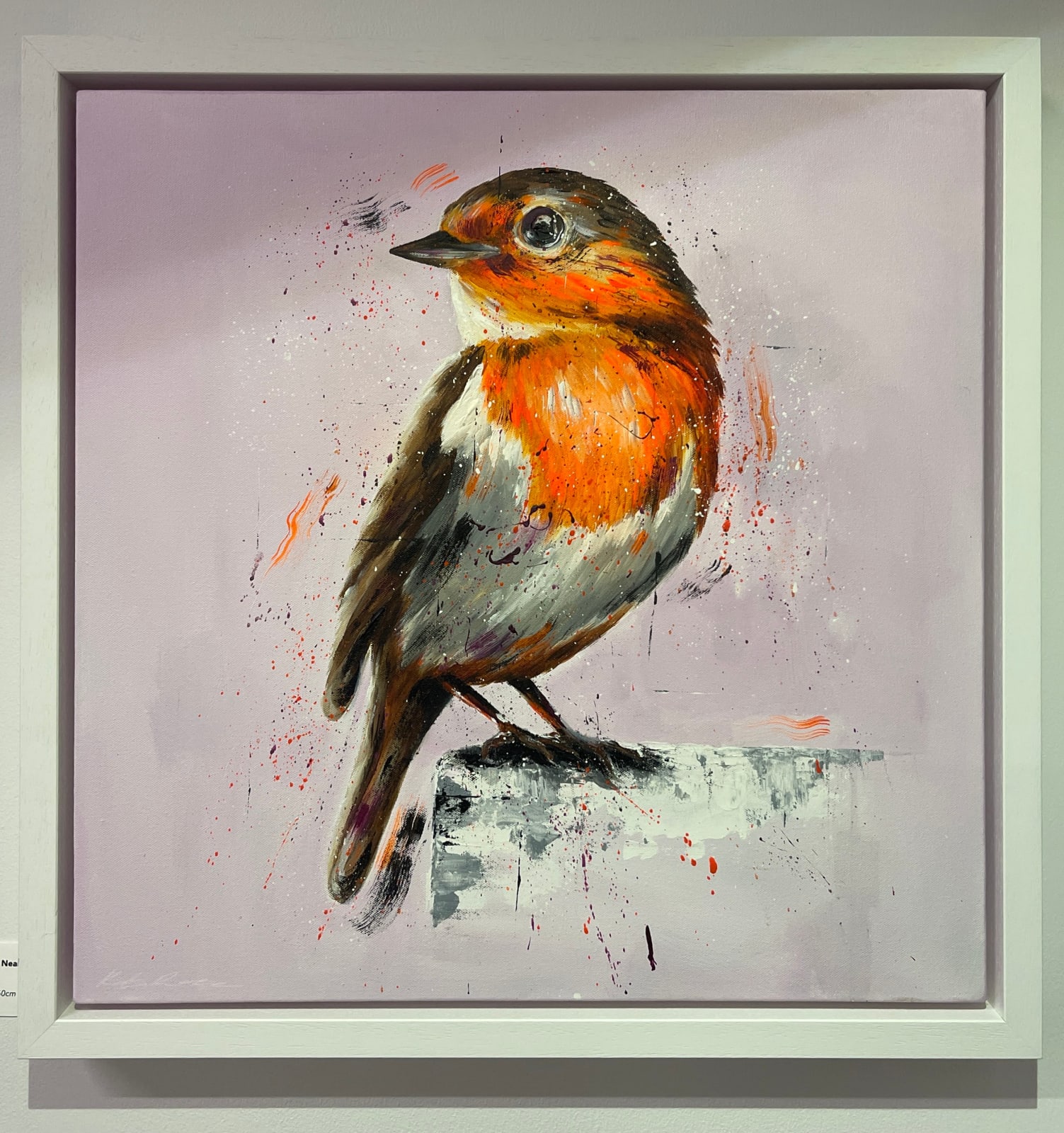 Red Robin, robin, bird, wildlife