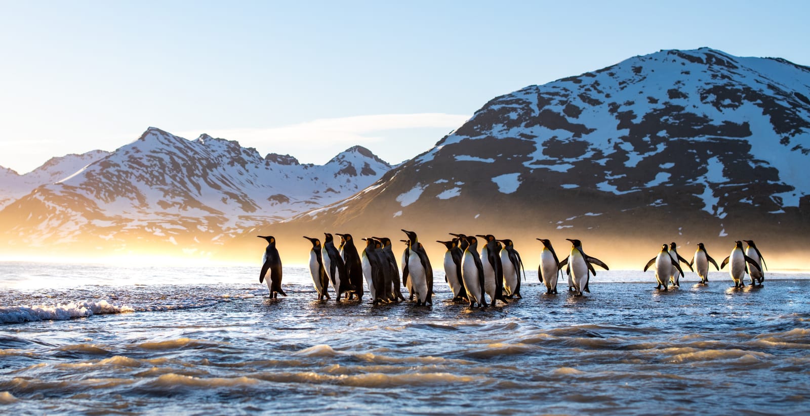 Jonathan Z Lee, Arise