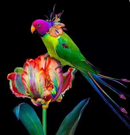 Natalie Hemkes, The Tulip Parakeet