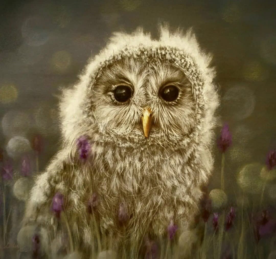 Gina Marie Collins, Early Start (Owl)