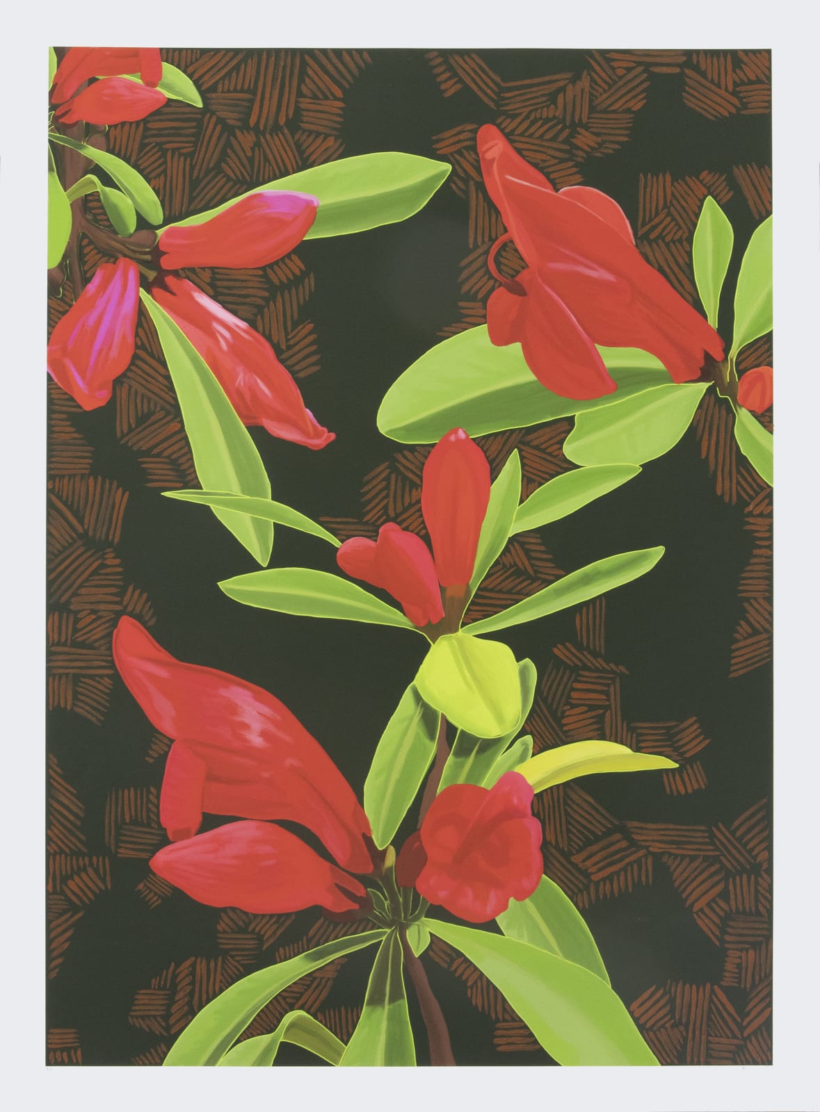 Dylan Mooney, Graptophyllum Excelsum – Scarlet Fuchsia, 2022